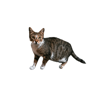 Close Up Of A Tabby Cat Standing On A Pavement In Istanbul, Showcasing Urban Life. 19626 - Cat PNG image with transparent background